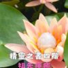 身體元素精靈四階 : 祖先療癒